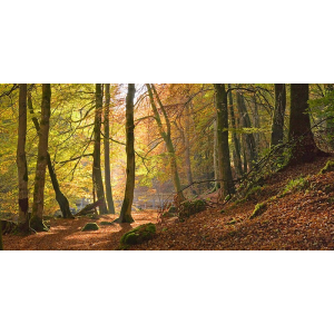 Autumn beech woods, Birks...