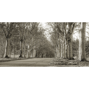 Tree Lined Road, Norfolk, UK