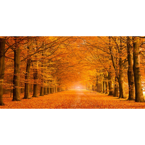 Woods in autumn