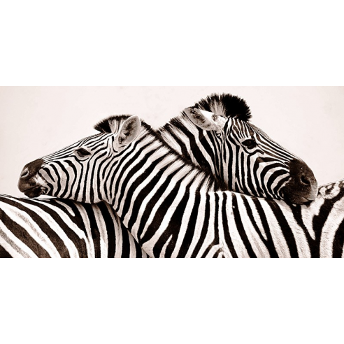 Zebras in love