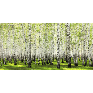 Birch forest in spring