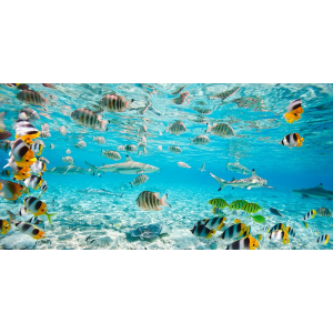 Fish and sharks in Bora...