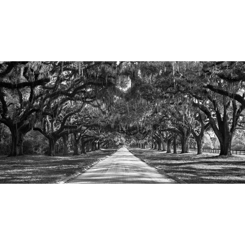 Tree lined plantation entrance, South...