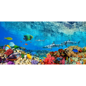 Reef Sharks and fish,...