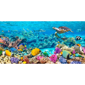 Sea Turtle and fish,...