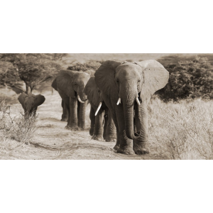 Herd of African Elephants,...