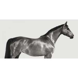 Kingsman Cavalier, English...