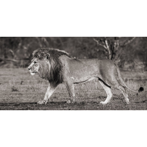 Lion walking in African...