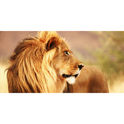 Male lion, Namibia (detail)