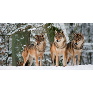 Wolves in the snow, Germany...