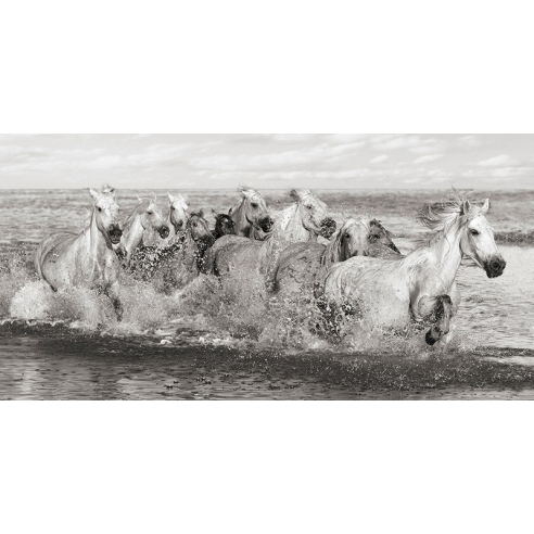 Herd of Horses, Camargue