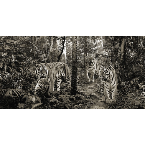 Bengal Tigers (detail, BW)