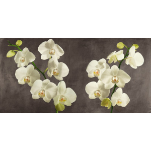 Orchids on Grey Background