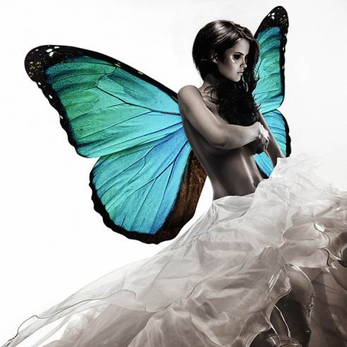 Winged Beauty 1