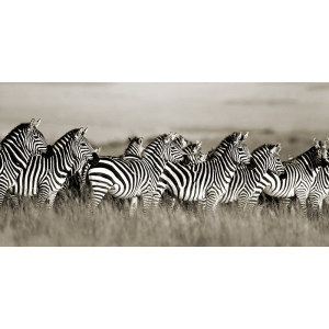 Grant's zebra, Masai Mara,...