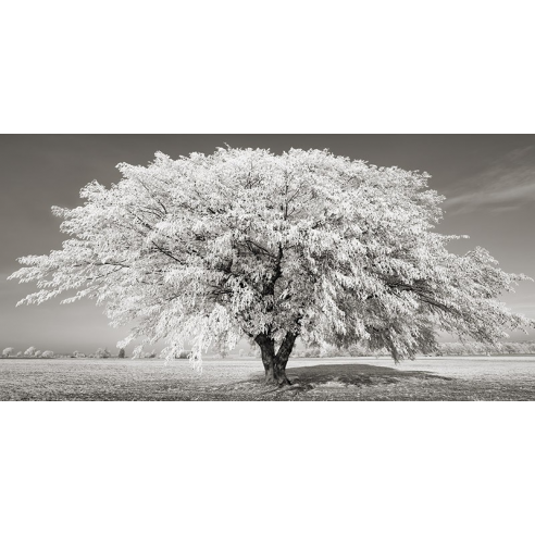 Lime tree with frost, Bavaria, Germany
