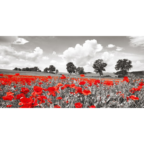 Poppies and vicias in meadow,...