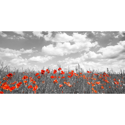 Poppies in corn field, Bavaria, Germany