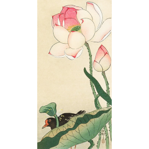 Lotus Flowers