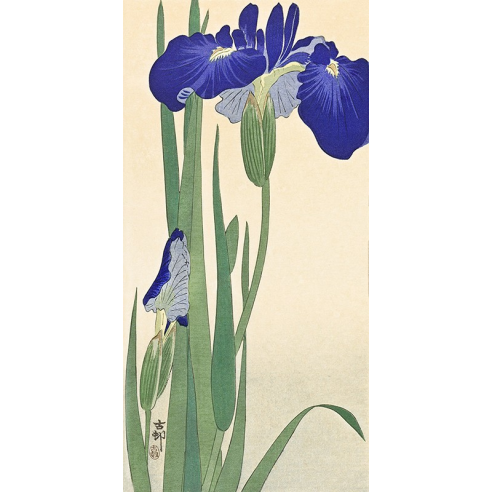 Irises