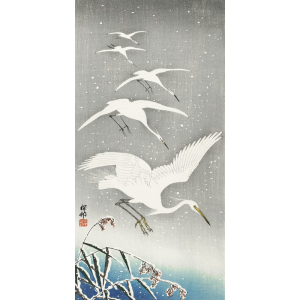 Descending egrets in snow