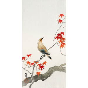 Japanese Jay on Maple