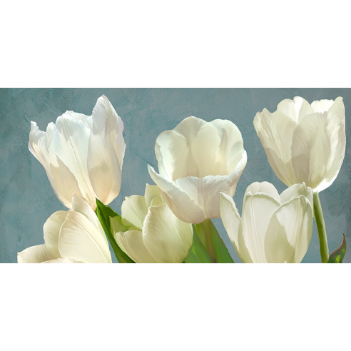 White Tulips on Blue