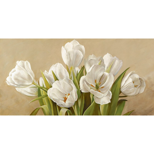 Tulipani bianchi
