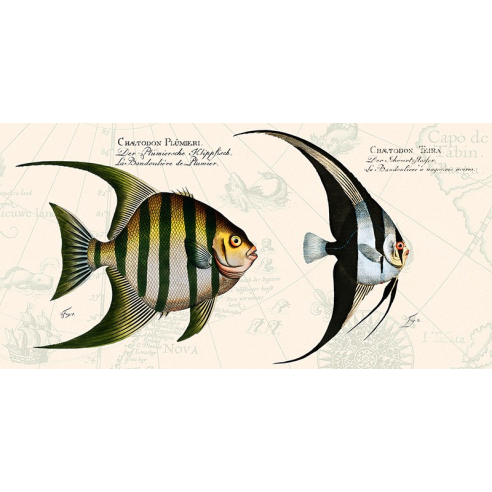 Tropical fish II, After Bloch
