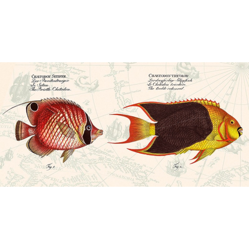 Tropical fish III, After Bloch