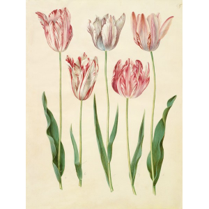 Tulipa gesneriana