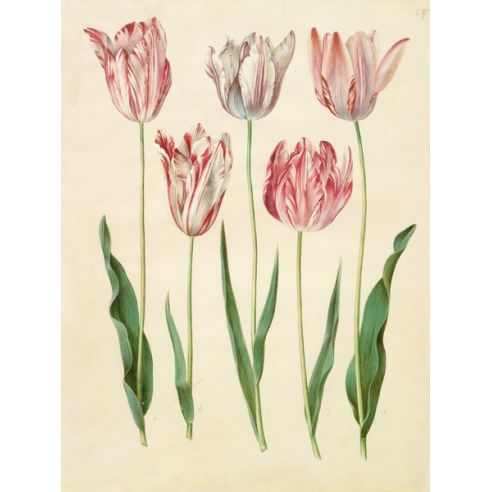 Tulipa gesneriana