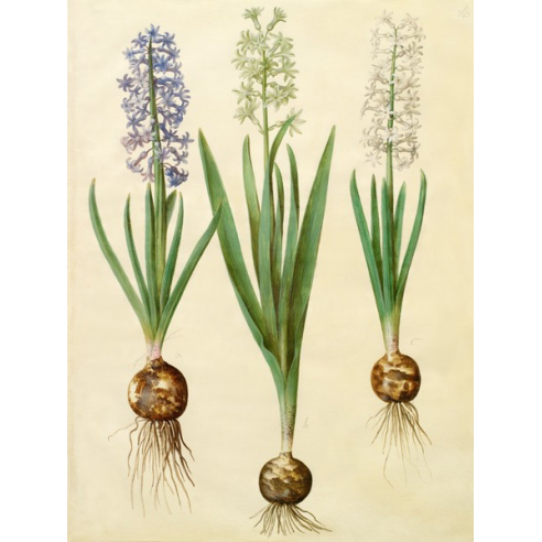 Hyacinthoides orientalis