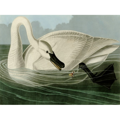 Trumpeter Swan