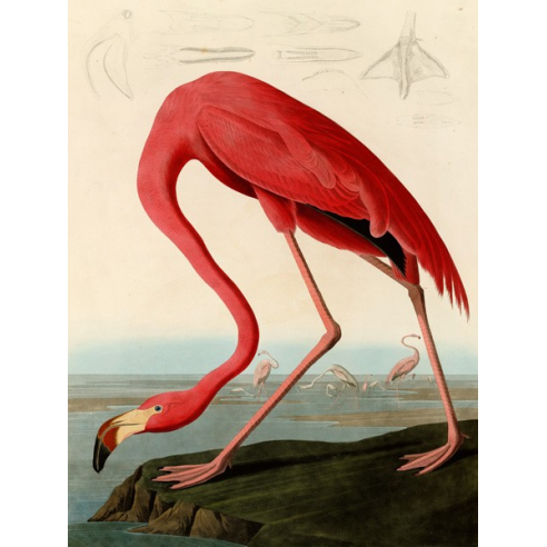 American Red Flamingo