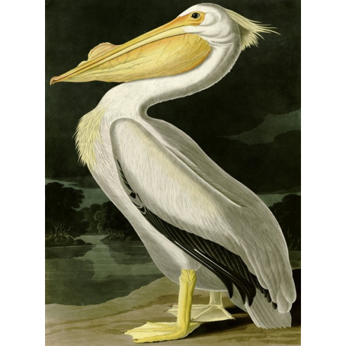 American White Pelican