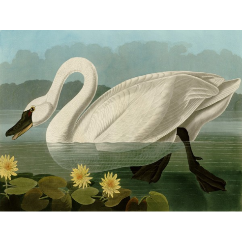 Common American Swan