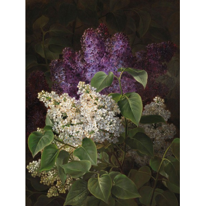 White and violet lilac