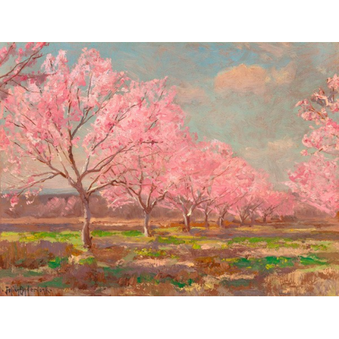 Peach orchard on Mavericks farm