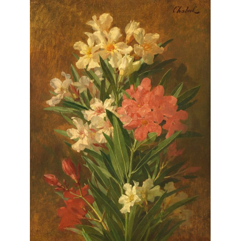 Rot und weiß blühender Oleander
