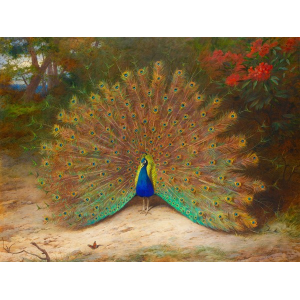 Peacock and Peacock Butterfly