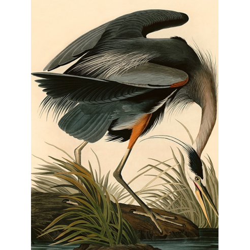 Great Blue Heron