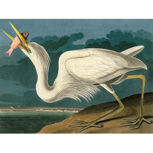 Great White Heron
