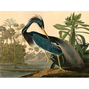 Louisiana Heron