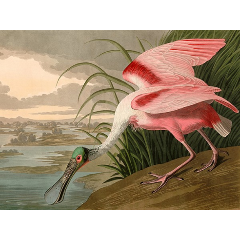 Roseate Spoonbill