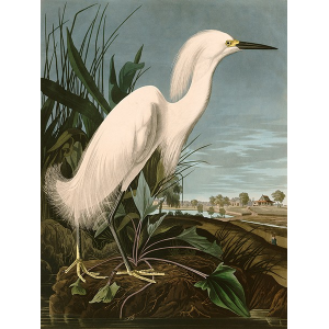 Snowy Heron or White Egret