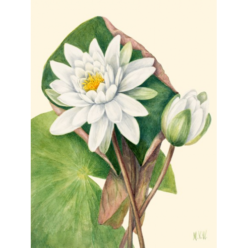 American Waterlily, 1920