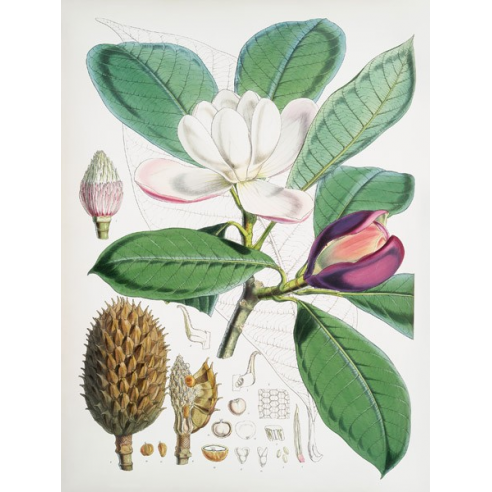 Magnolia Hodgsonii, 1855