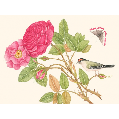 A bird on rose branch