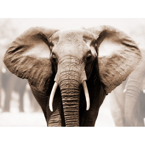 African Elephant